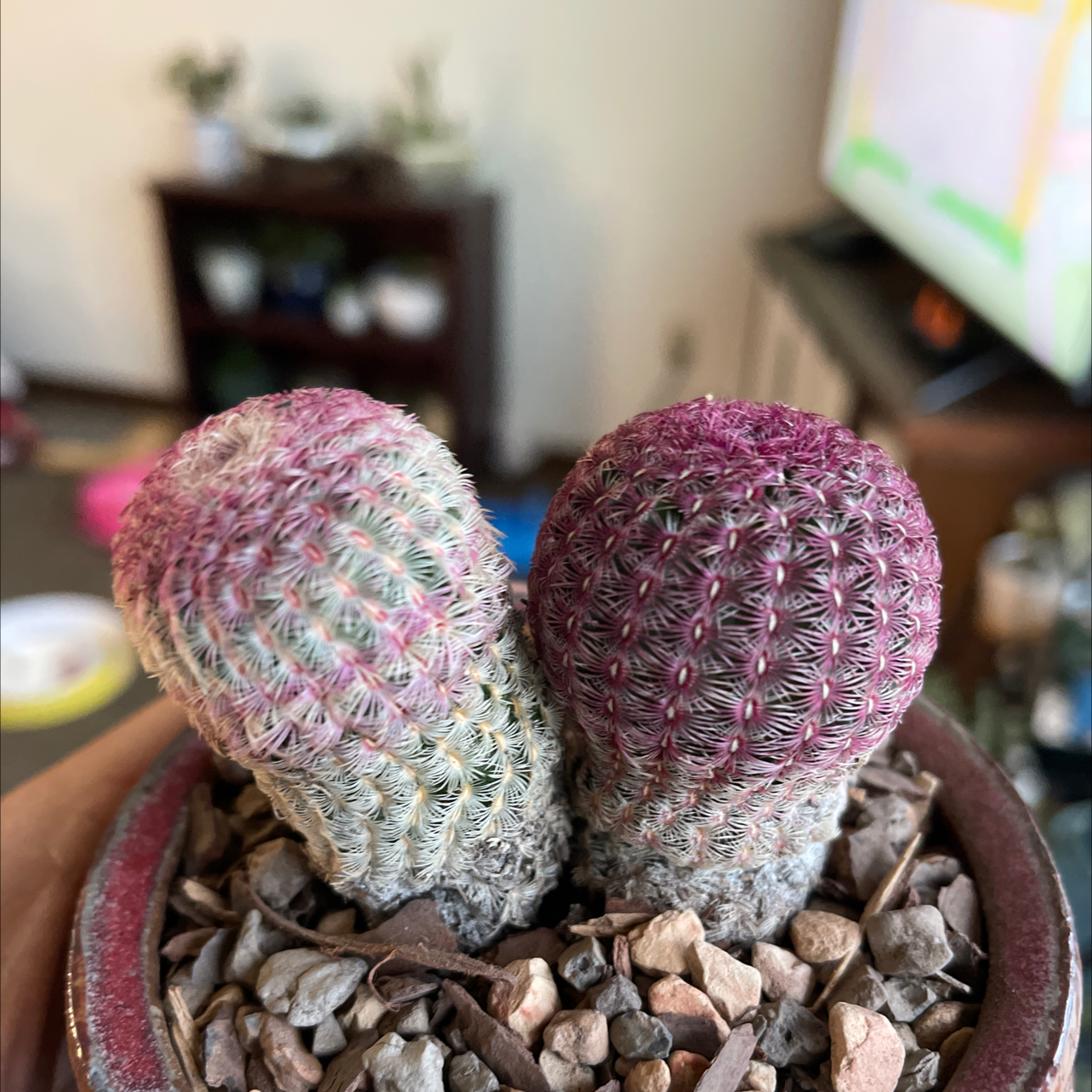 Potted Arizona Rainbow Cactus with two colorful stems, held by a hand.