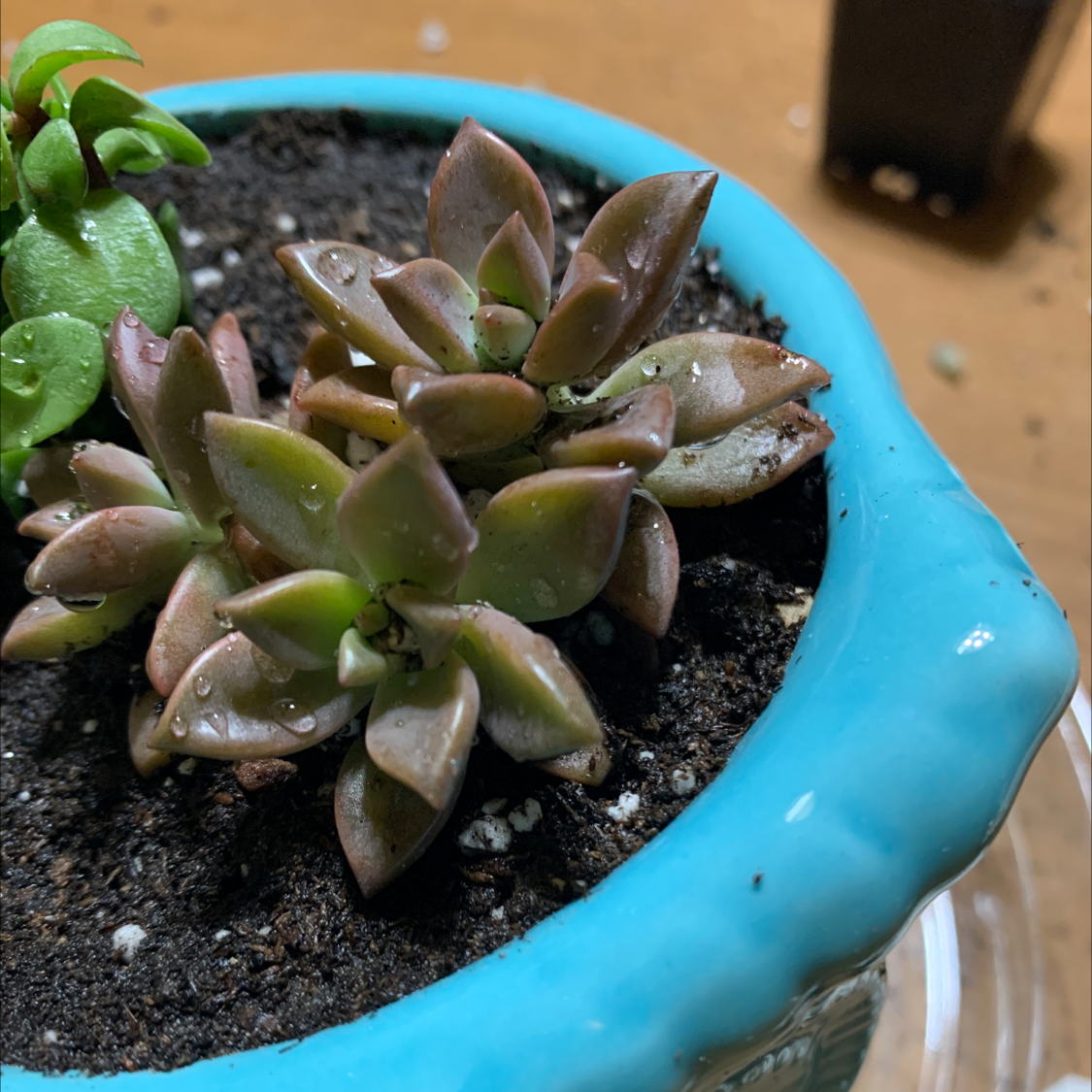 Graptosedum 'Bronze' plant in a blue pot with visible soil and some leaf discoloration.