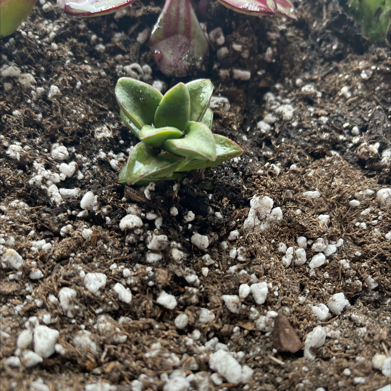 Crassula 'Springtime' succulent in soil with visible perlite.