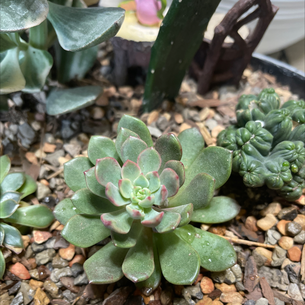 Graptoveria 'Bashful™' succulent with green leaves and pinkish tips in rocky soil.