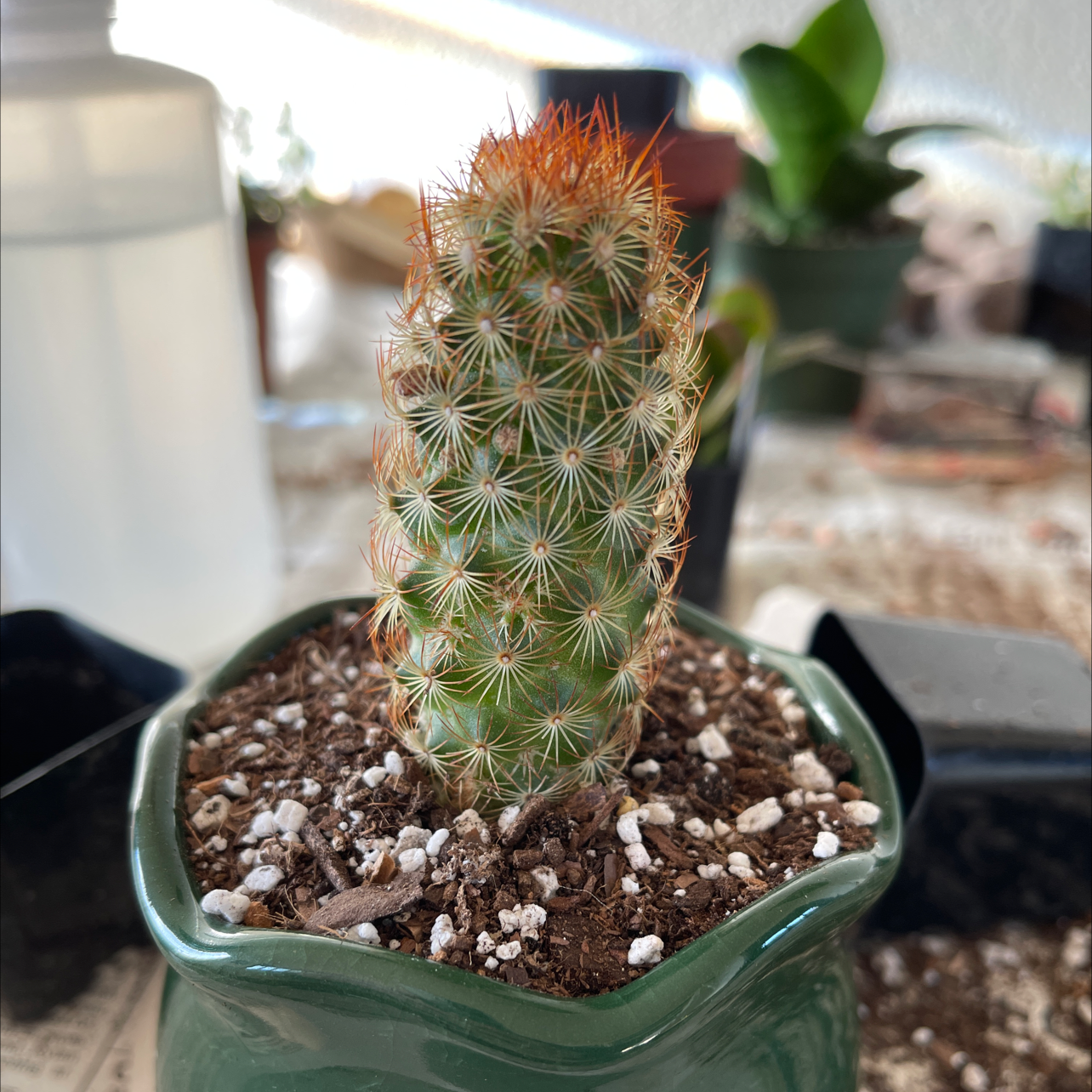 Photo of the plant species Lady Finger Cactus 'Copper King' by @halandreth named Copper on Greg, the plant care app