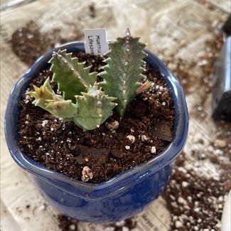 Lifesaver Cactus plant in Britton, South Dakota
