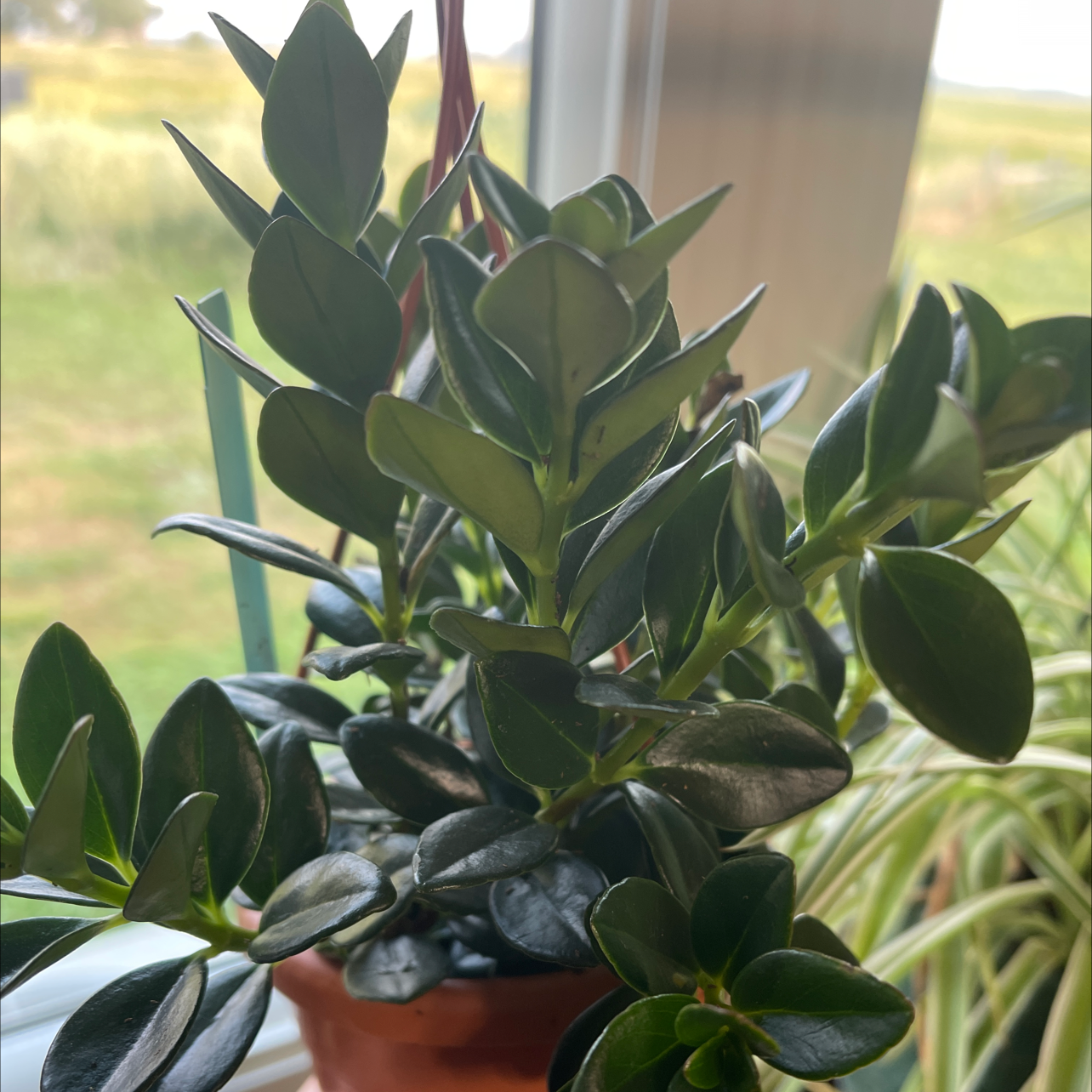 Goldfish Plant with dark green, glossy leaves in front of a window.