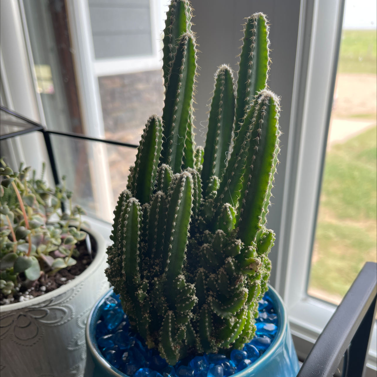 Fairy Castle Cactus in a blue pot with decorative stones, placed by a window.