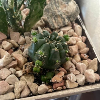 Sider Cactus plant in Britton, South Dakota