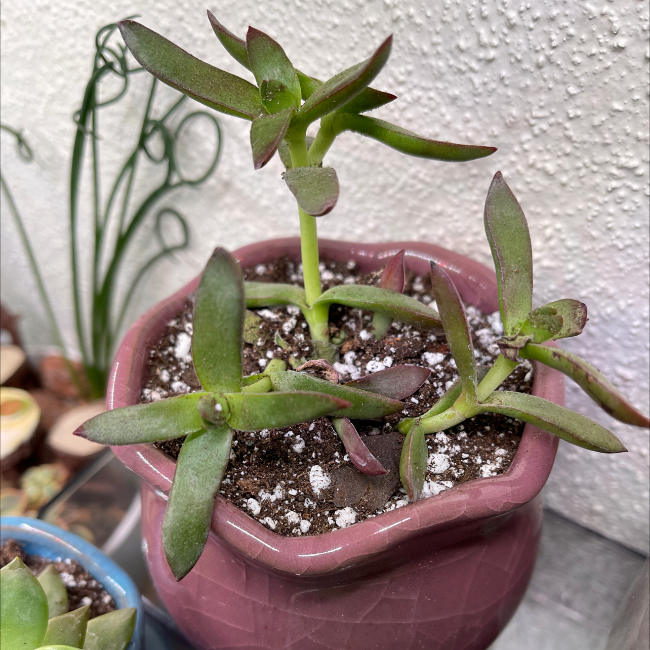 Photo of the plant species Candy Cane Crassula by @halandreth named Rubi on Greg, the plant care app