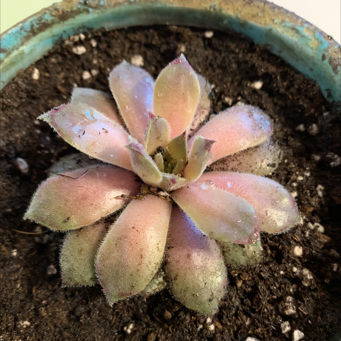 Photo of the plant species Sempervivum 'Neptune' by @halandreth named Neptune on Greg, the plant care app