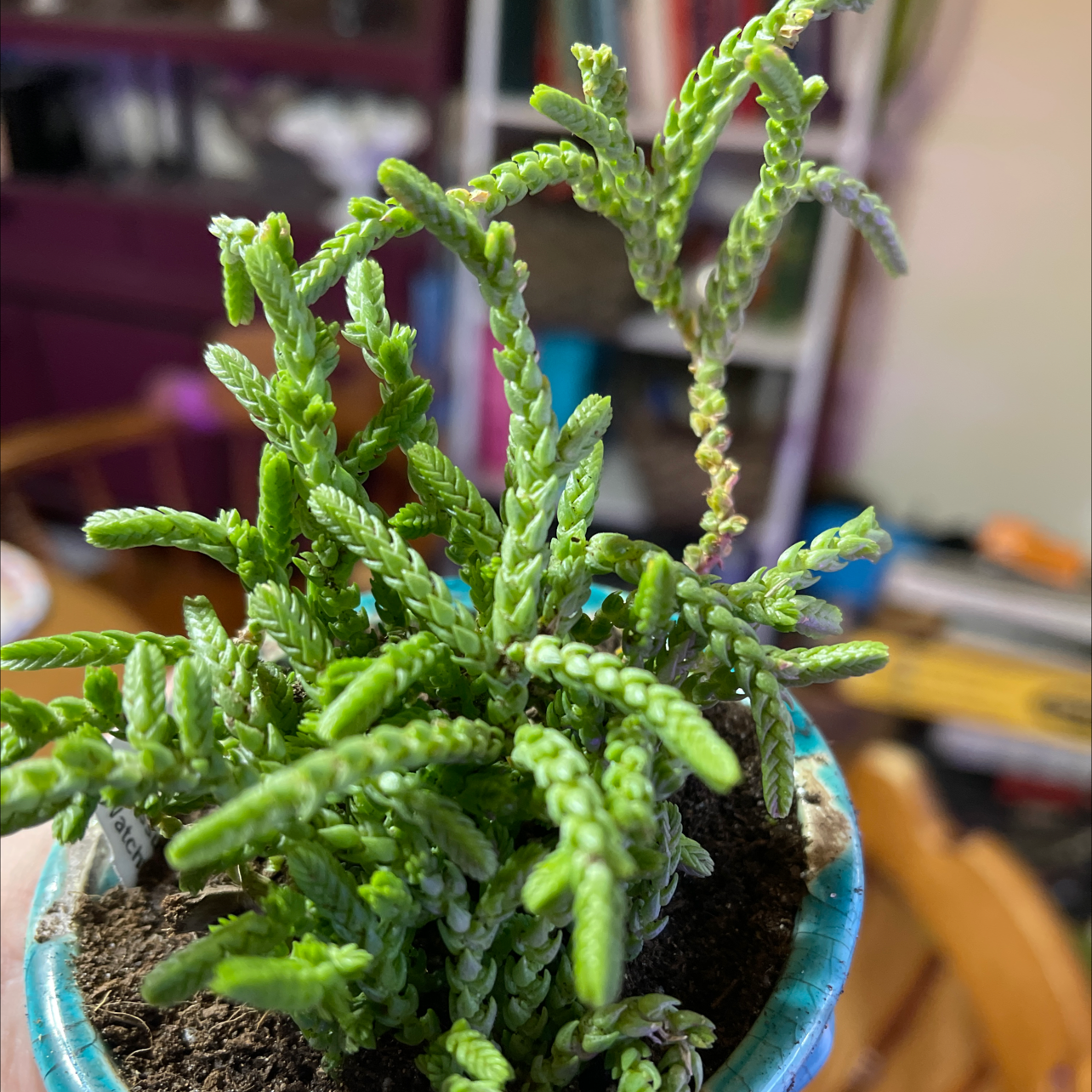 Rattail Crassula plant in a pot with vibrant green leaves, well-framed and in focus.