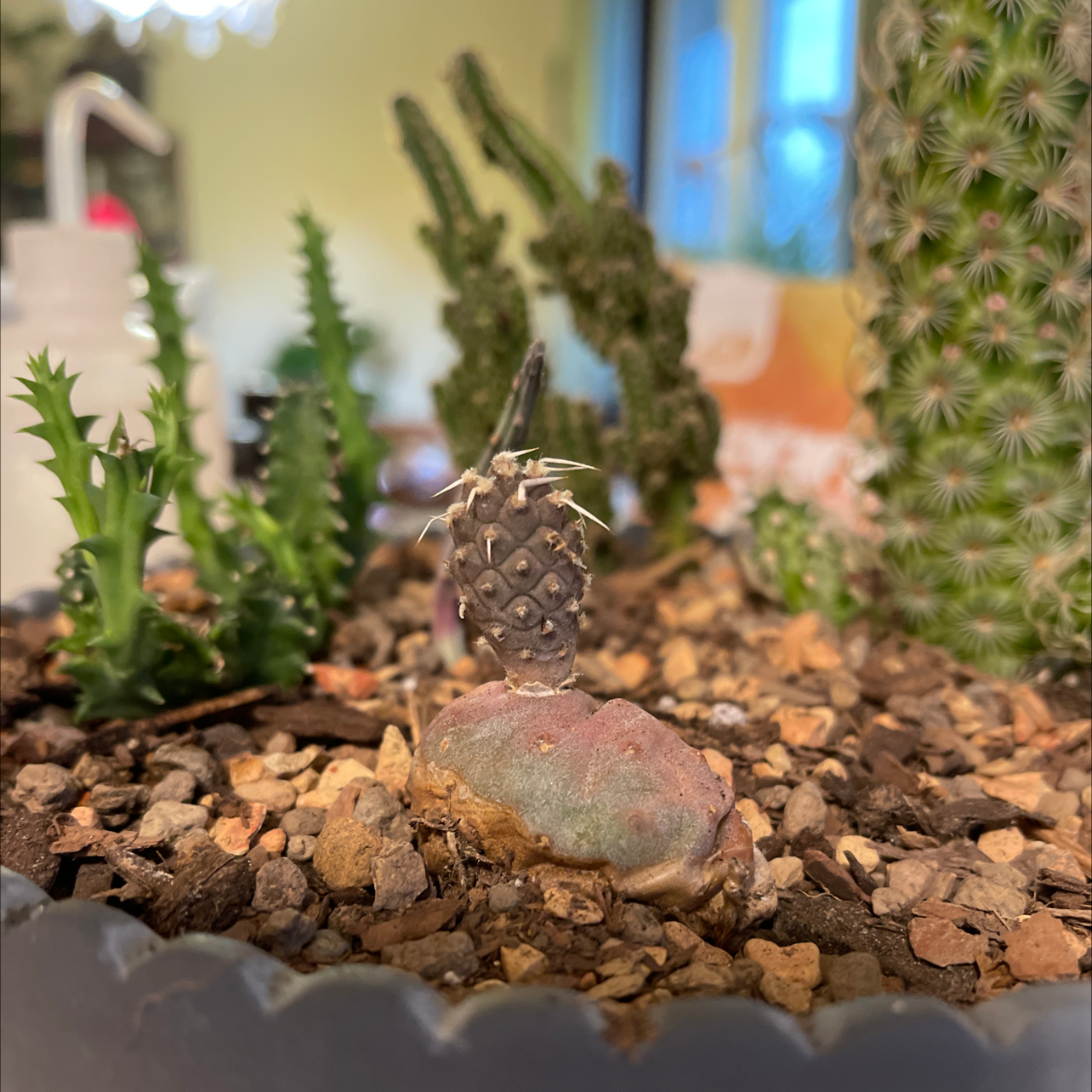 Pine Cone Cactus in a pot with visible soil and other cacti in the background.