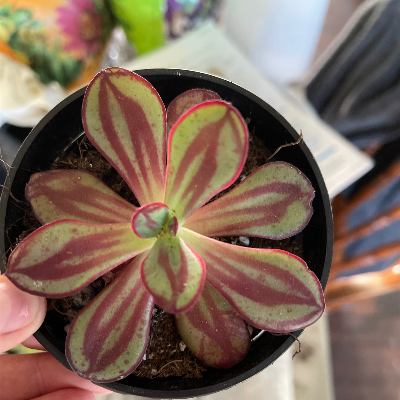 Painted Echeveria plant in a small black pot with red and green patterned leaves.