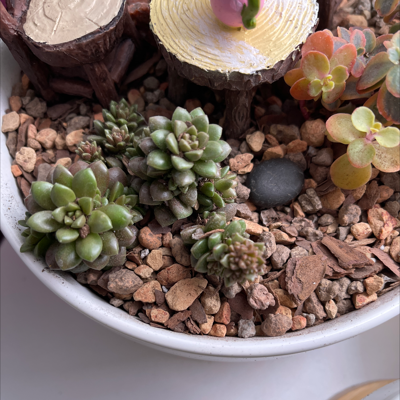 Photo of the plant species Cremnosedum 'Little Gem' by @halandreth named Gem on Greg, the plant care app