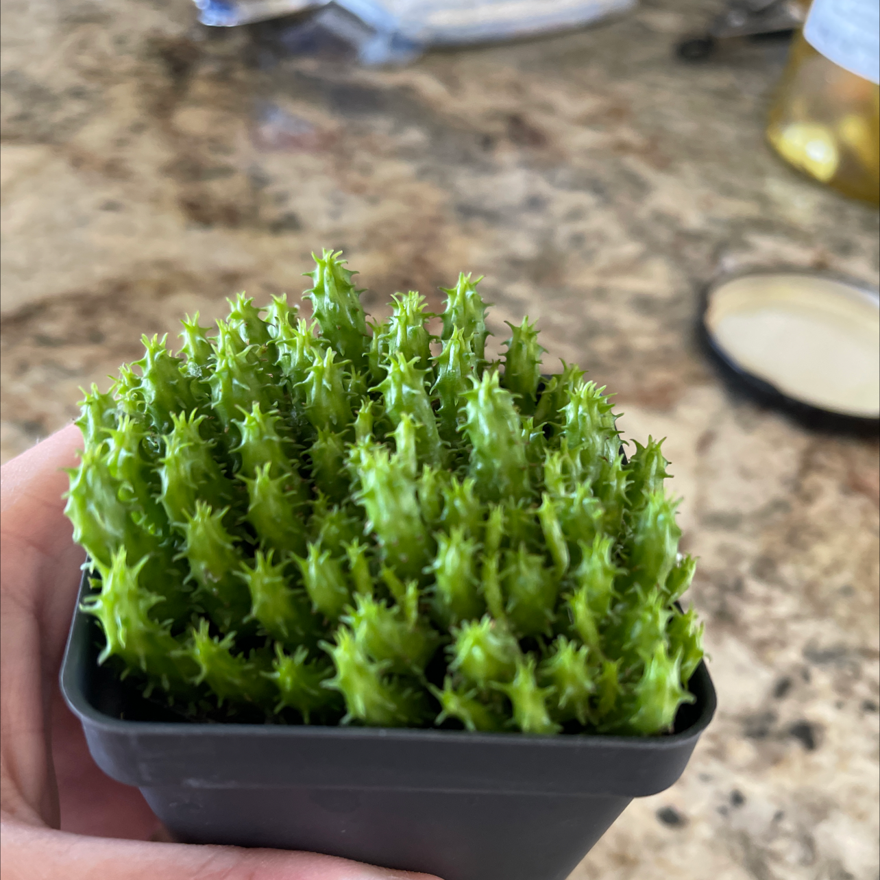 A healthy Medusa's Head plant with green, spiky stems in a small pot, held by a hand.