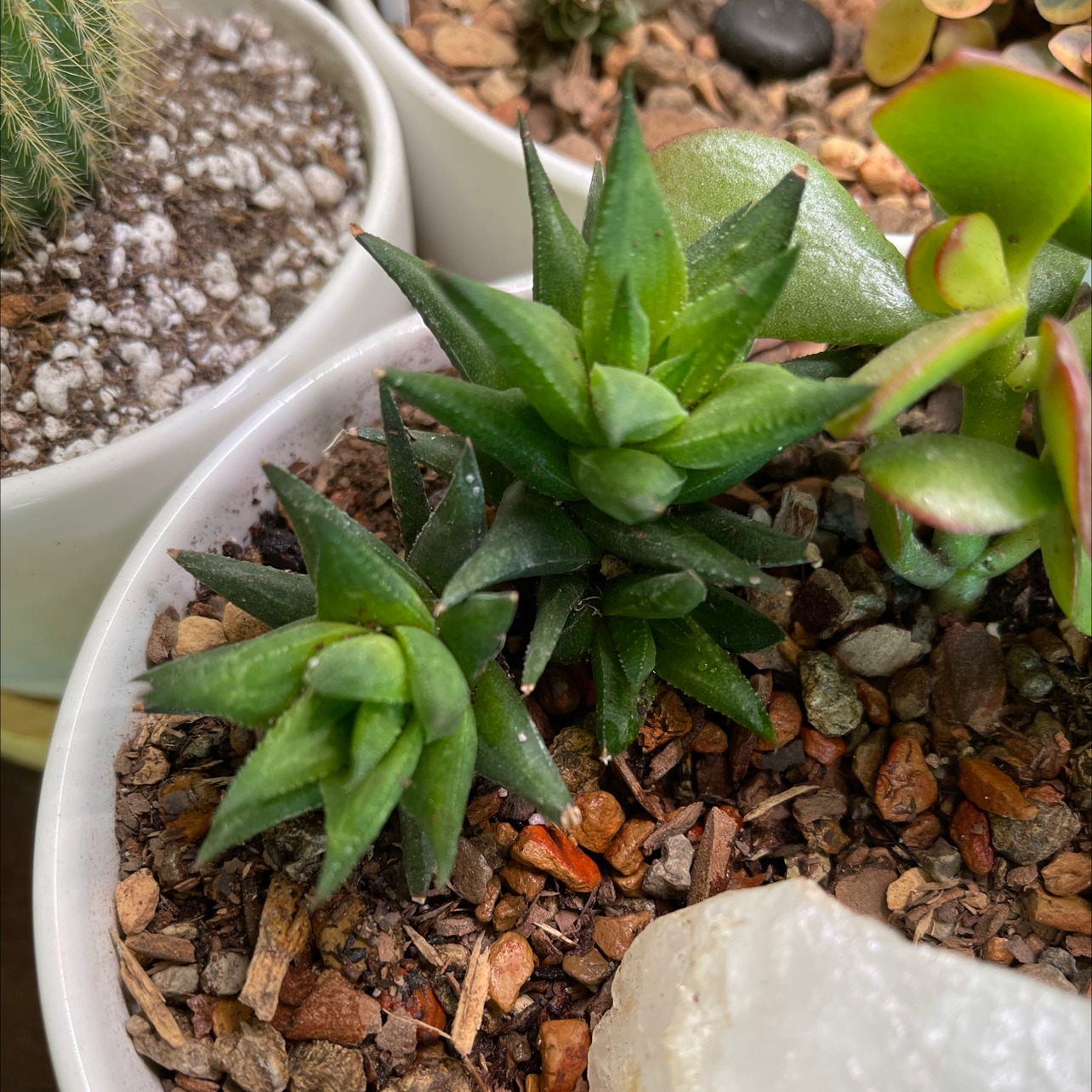 Photo of the plant species Haworthia rubrobrunnea by @halandreth named Wren on Greg, the plant care app