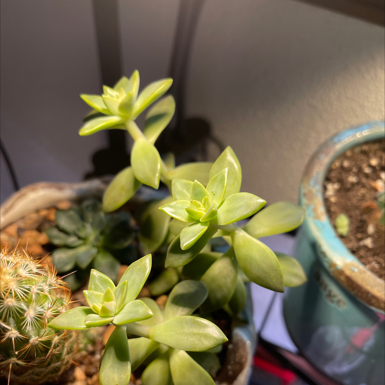 Photo of the plant species Graptosedum 'California Sunset' by @halandreth named Cali on Greg, the plant care app