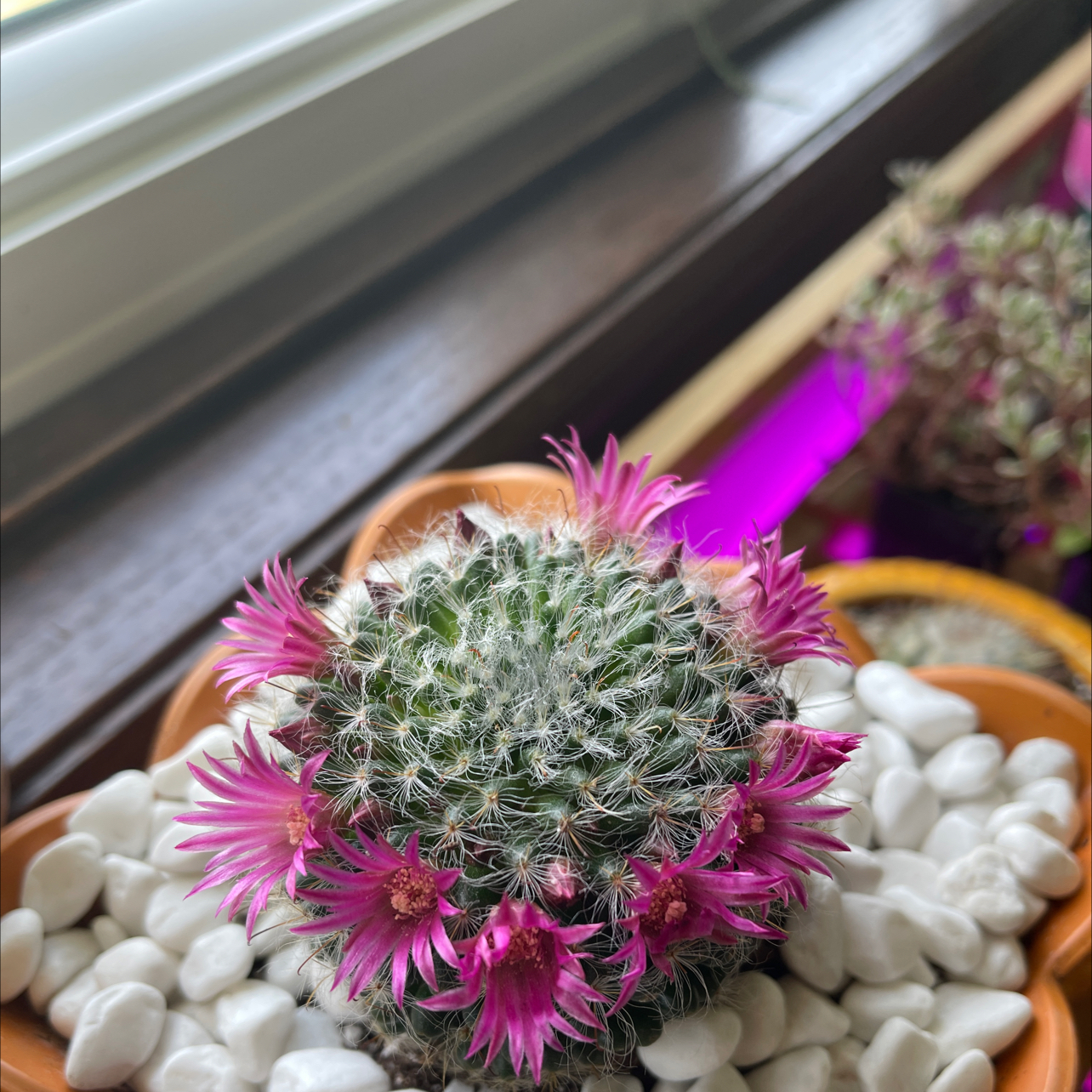 Photo of the plant species Powder Puff Cactus by @halandreth named Boca on Greg, the plant care app