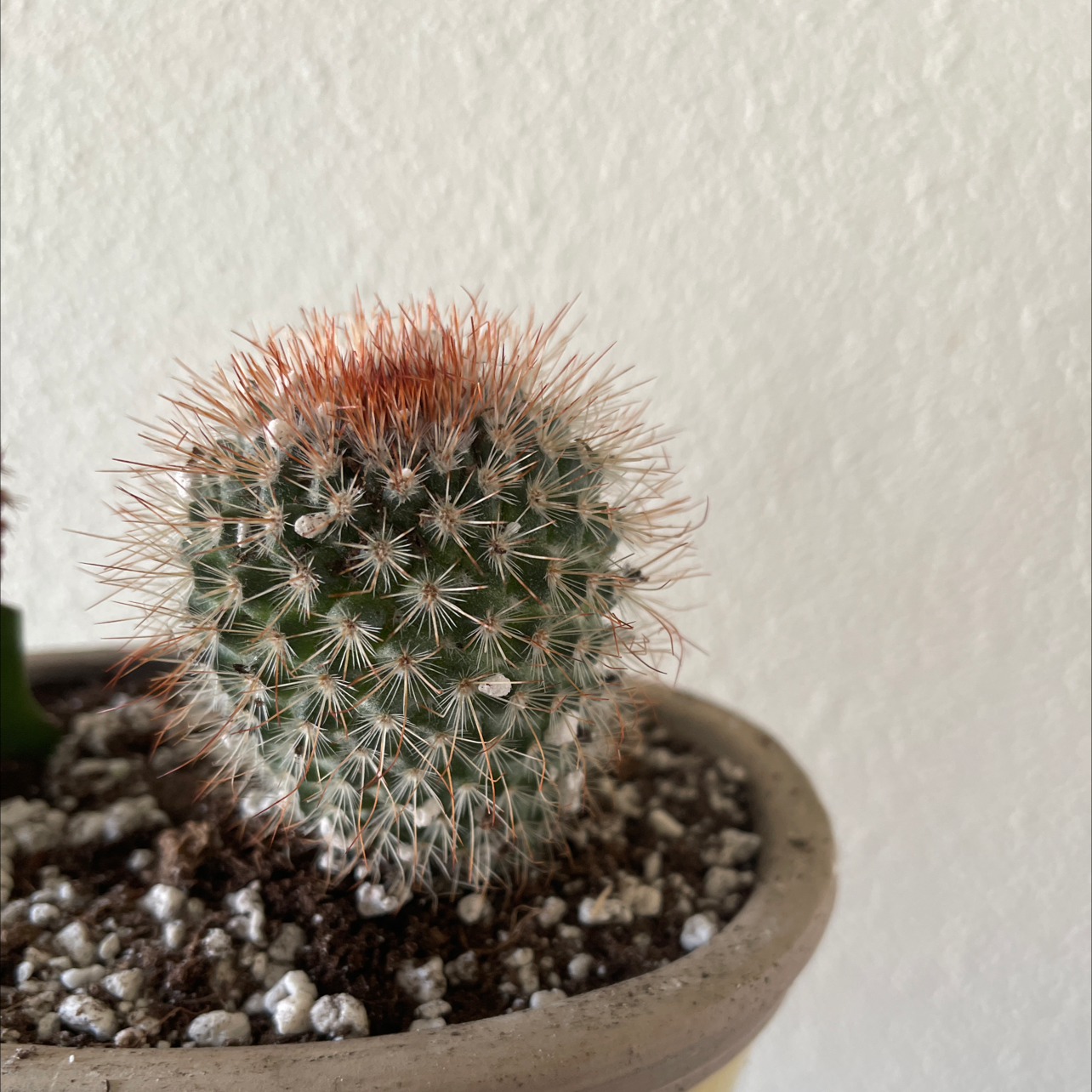 🌵 Propagating Spiny pincushion cactus The Ultimate Guide