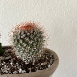 Spiny pincushion cactus plant in Britton, South Dakota