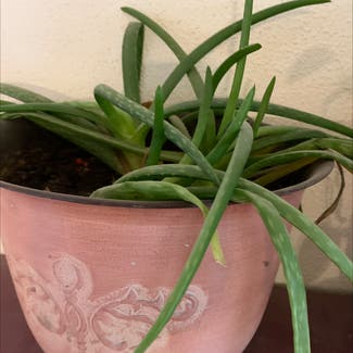 Aloe vera plant in Britton, South Dakota