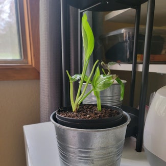 Peace Lily plant in Vancouver, Washington