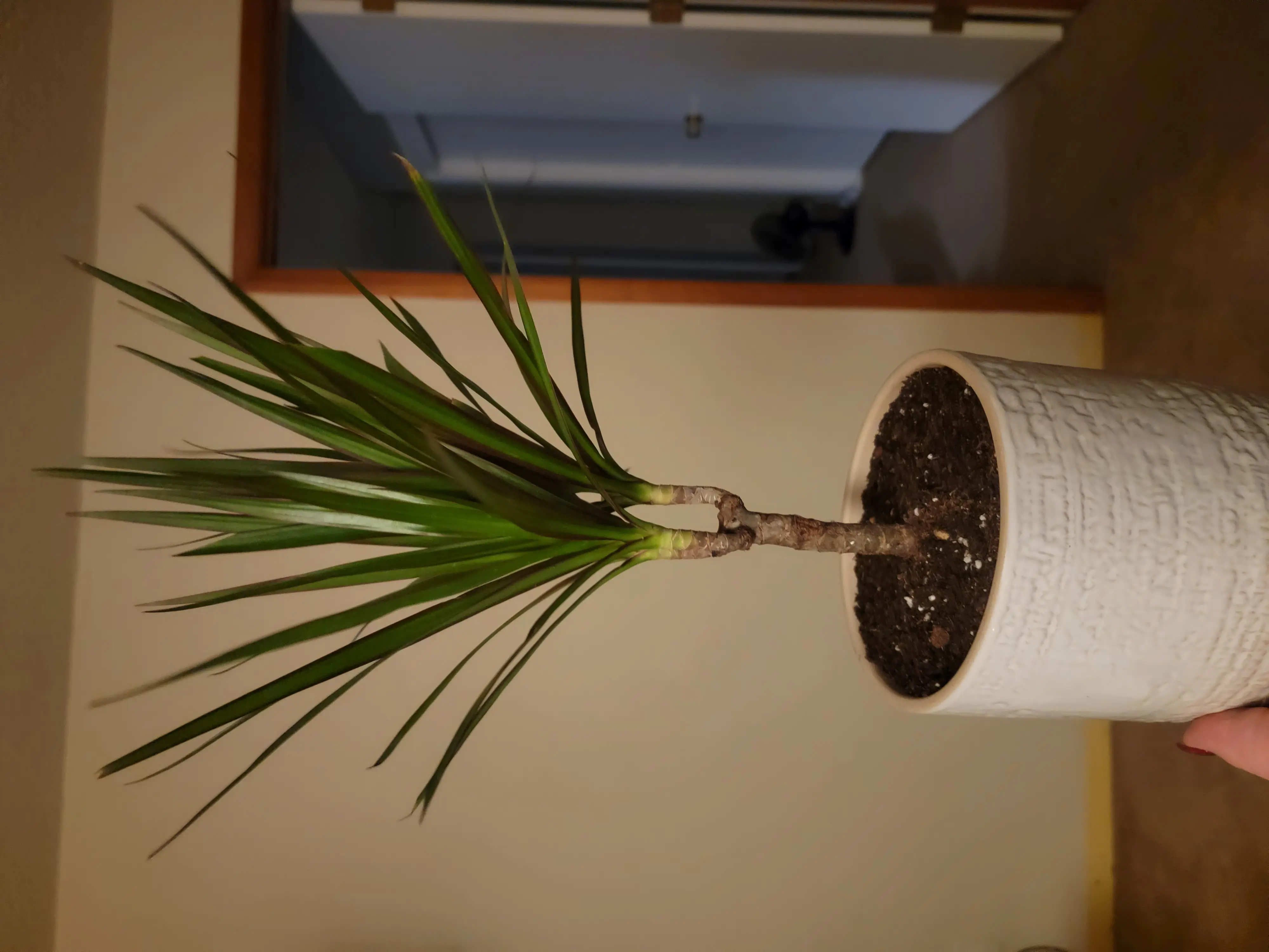 Dracaena marginata 'Bicolor' plant in a white pot with visible soil, held by a hand.