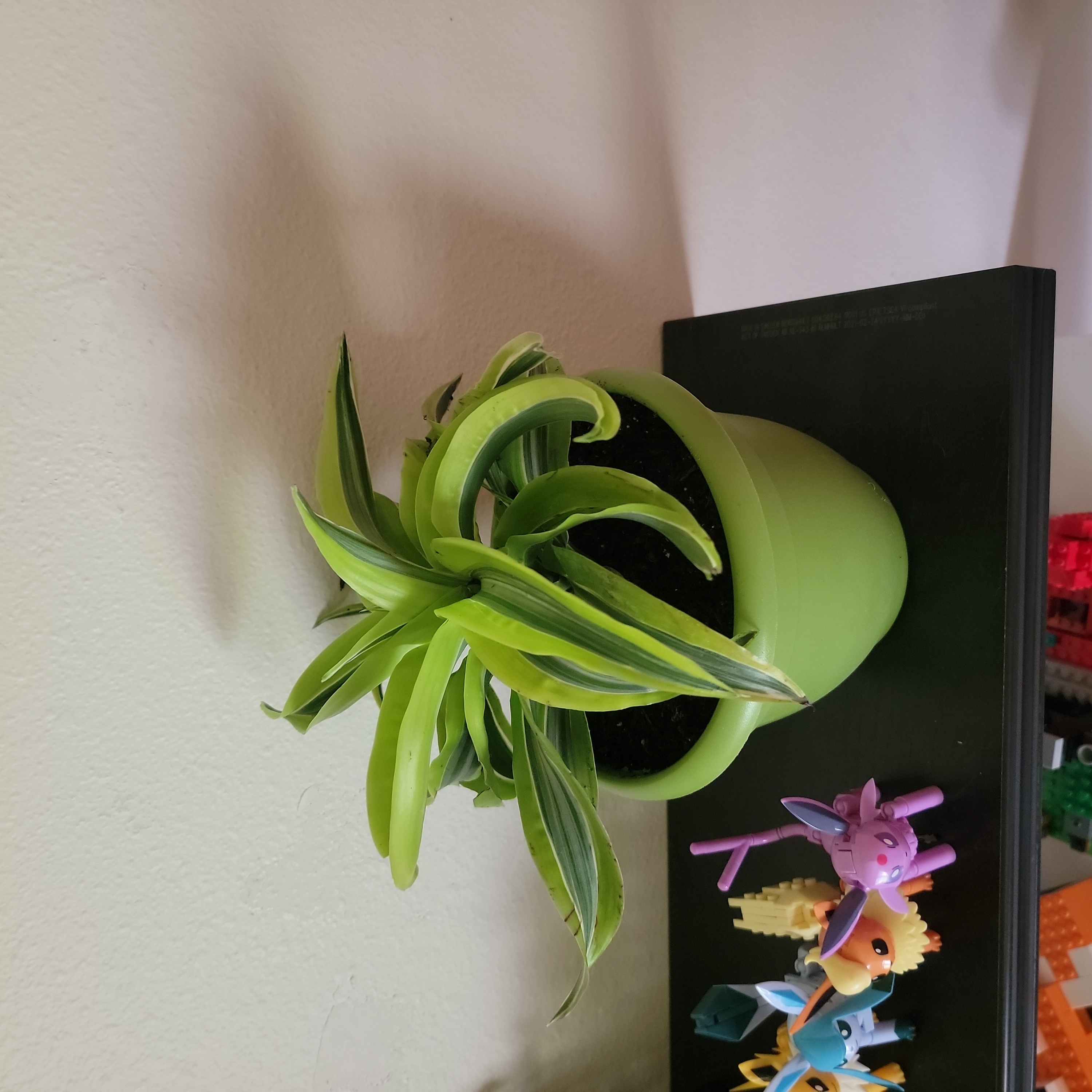 Lemon Surprise Snake Plant in a green pot with visible soil, well-framed and in focus.