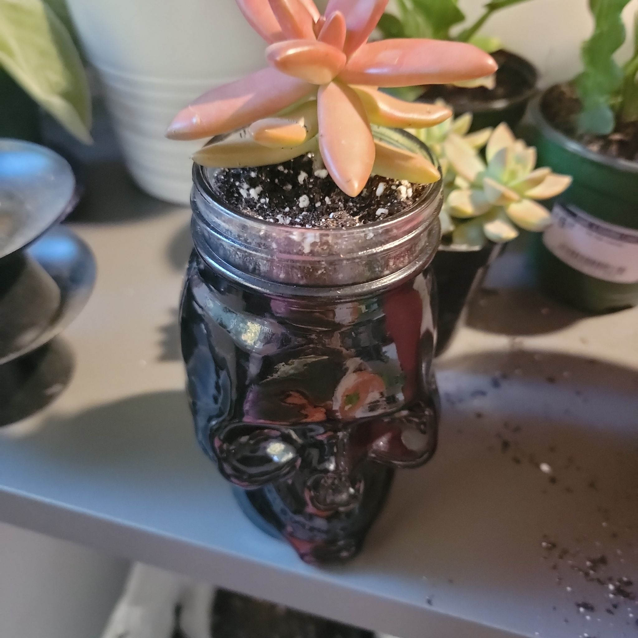 Sedum adolphi 'Sunset' plant in a skull-shaped container with visible soil.