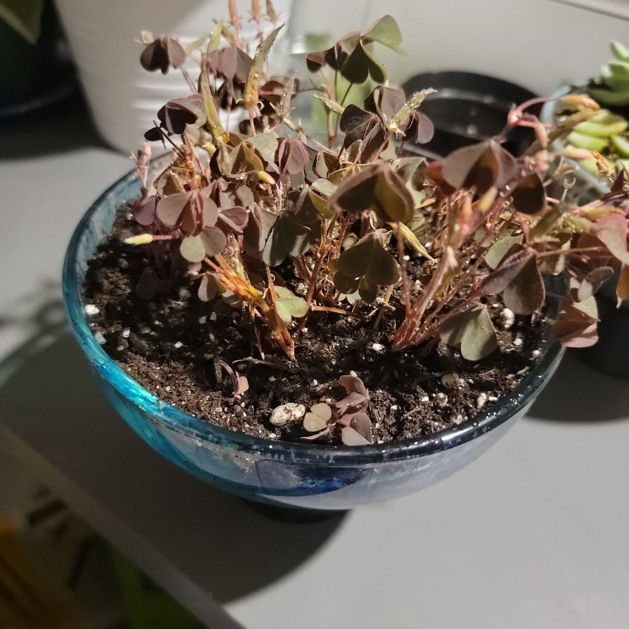 Creeping Woodsorrel plant in a glass container with visible soil and browning leaves.