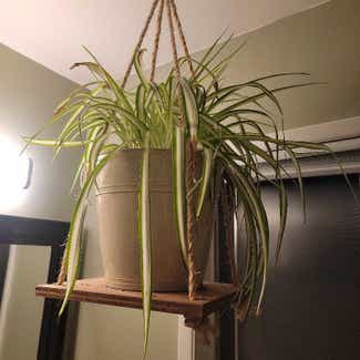 Spider Plant plant in Vancouver, Washington