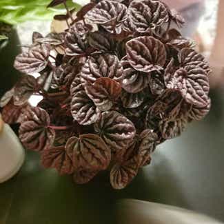 Red Luna Peperomia plant in Vancouver, Washington