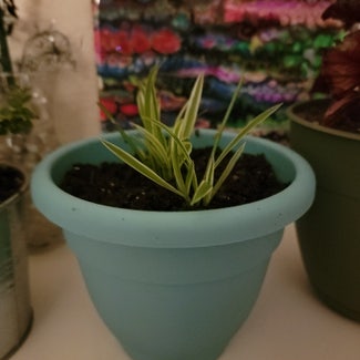 Spider Plant plant in Vancouver, Washington