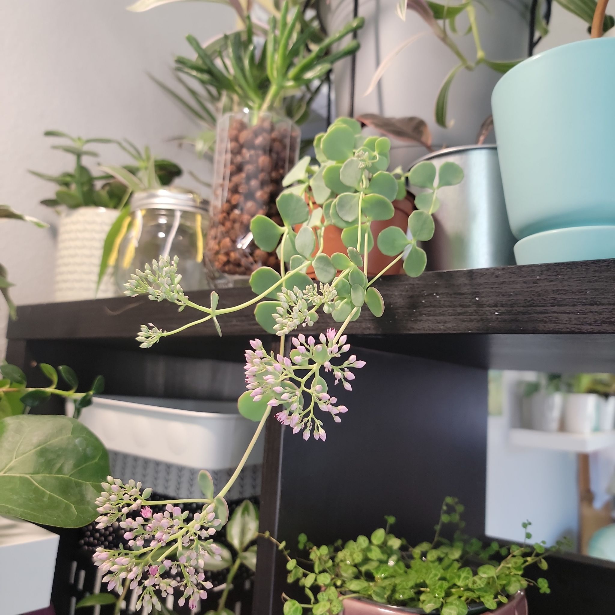 October Daphne plant with round leaves and pink flowers on a shelf with other plants.