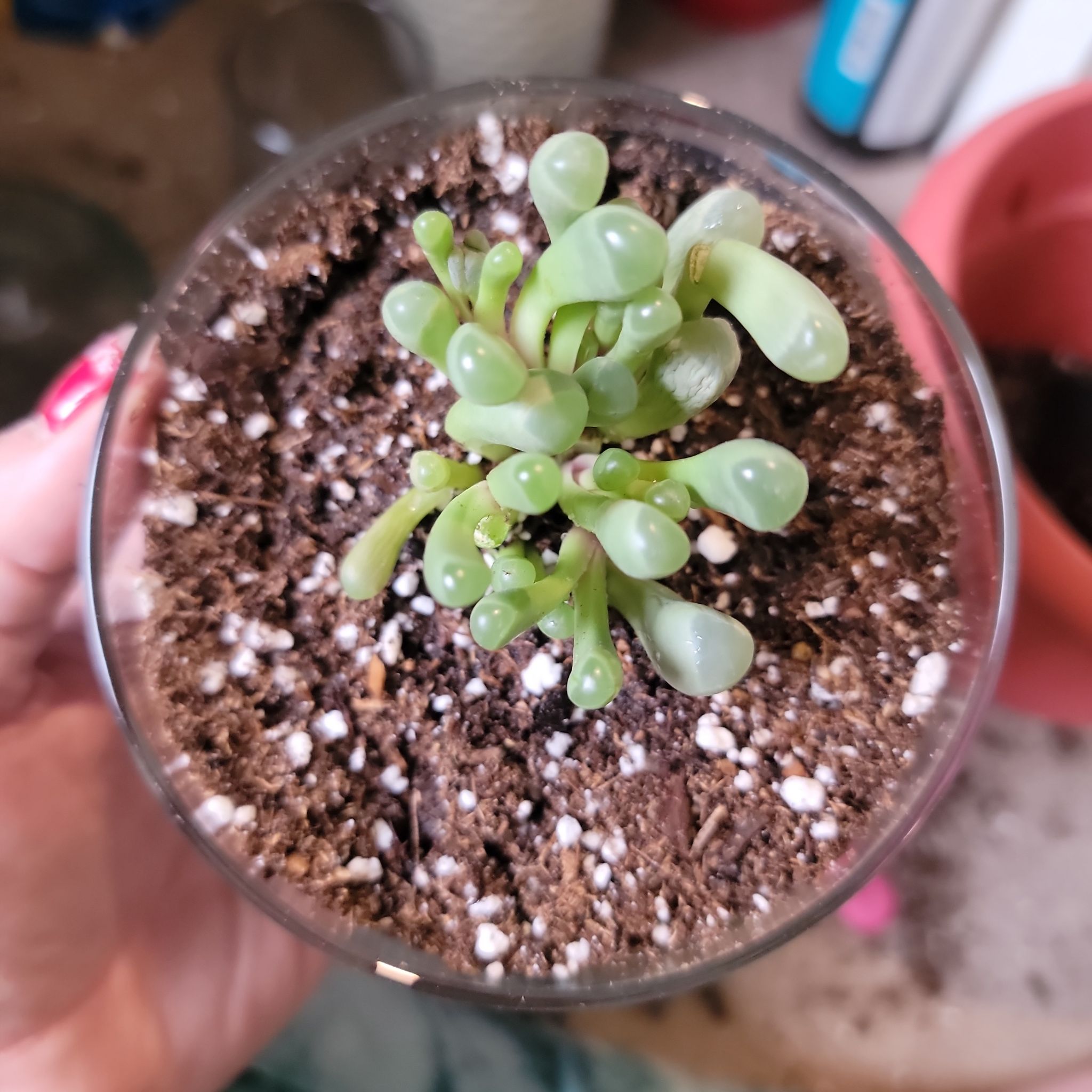 Deltoid-Leaved Dew Plant in a small glass container with visible soil, held by a hand.