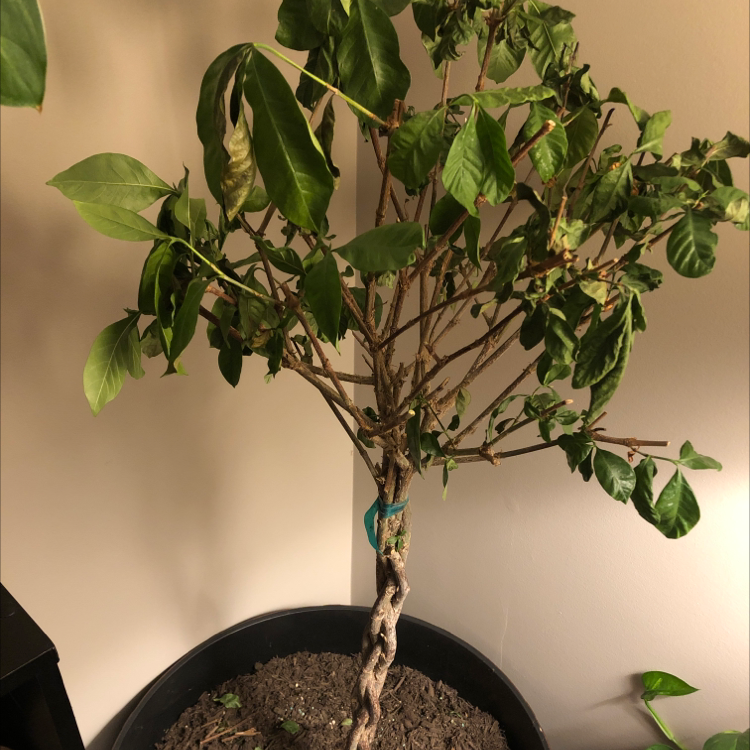 Photo of the plant species Kleim's Hardy Gardenia by @SmoothJade named Gardenia on Greg, the plant care app