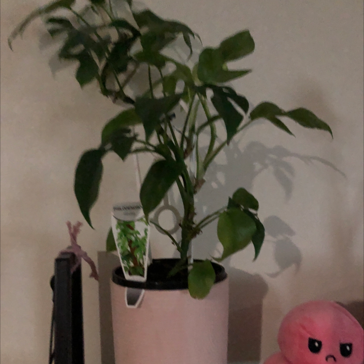 Photo of the plant species Rhaphidophora pertusa by Rachel named Mini Monstera on Greg, the plant care app