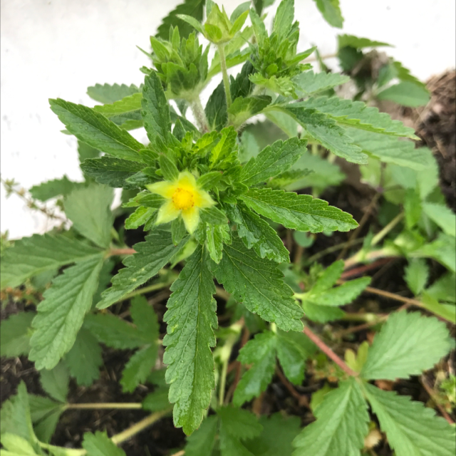 Your plant