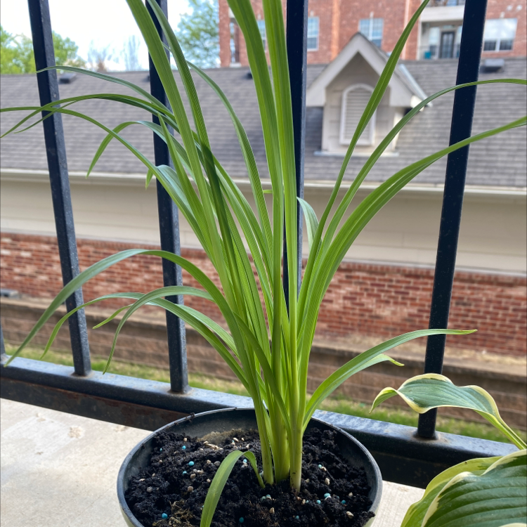 Potted Orange Daylily plant with long green leaves on a balcony.