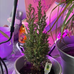 European Cypress plant