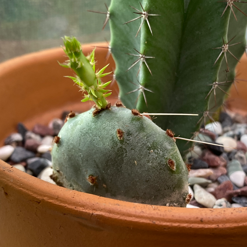 Photo of the plant species Few-Spined Marble-Seeded Prickly Pear by @maya named Humpty dumpty on Greg, the plant care app