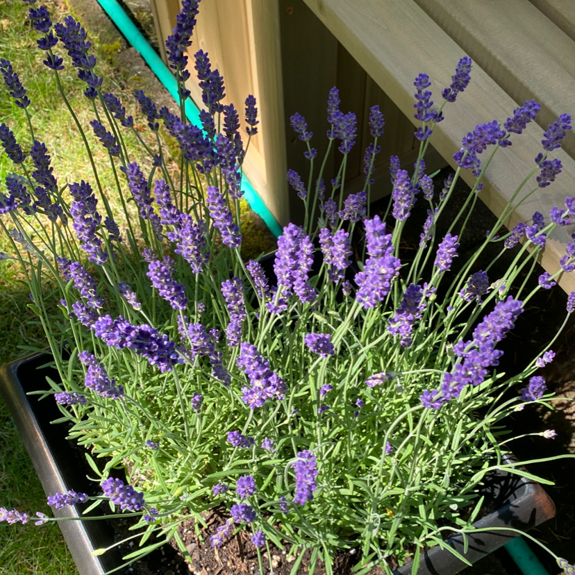 🌞 Is Direct Sunlight Good for My Lavender?