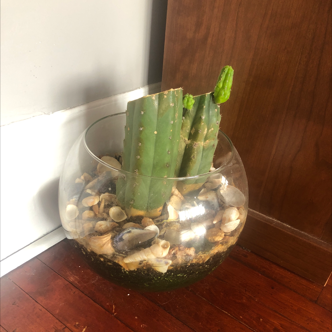 Pleated Cereus plant in a glass container with pebbles and soil, showing new growth.