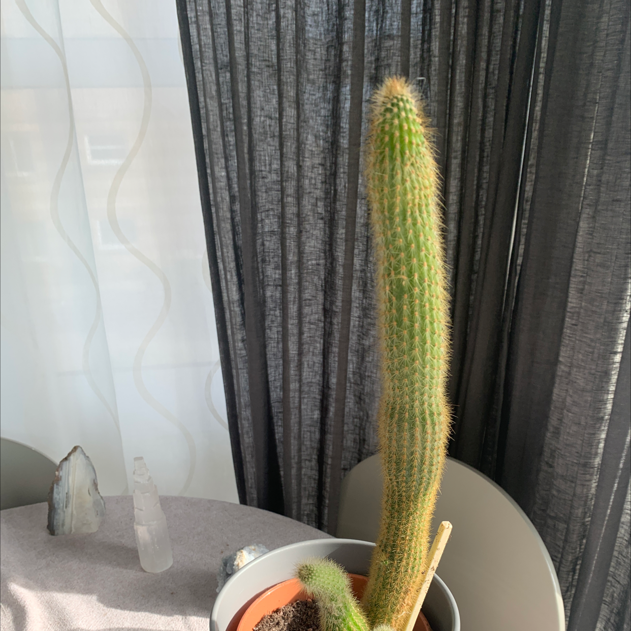 Golden Snakecactus in a pot on a table with curtains in the background.