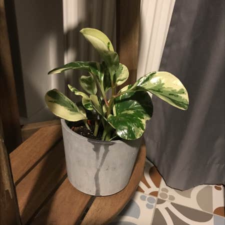 Photo of the plant species Variegated Baby Rubber Plant by @teya named Charlotte on Greg, the plant care app