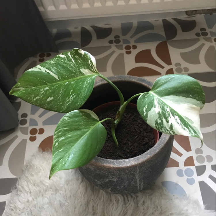 Variegated Monstera plant in a pot with three healthy variegated leaves.