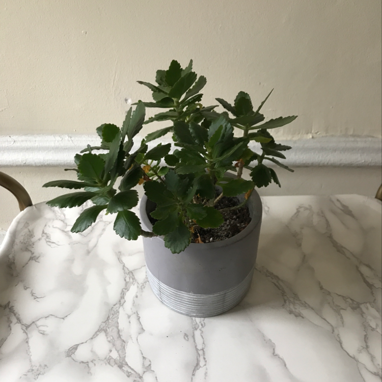 Florist Kalanchoe is Toxic To Humans