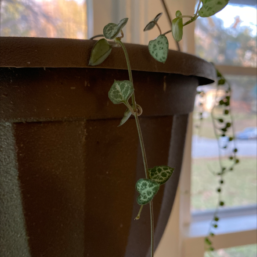 Close-up of a healthy Chain of Hearts plant trailing out of a brown ceramic pot, with vibrant green heart-shaped leaves.