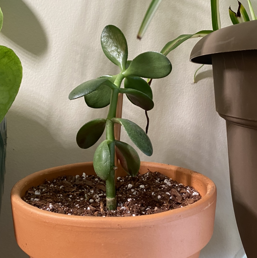 Healthy Jade plant in a terracotta pot with visible soil.