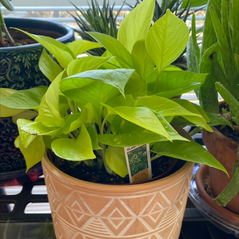 Healthy Neon Pothos plant in a decorative pot with vibrant green leaves.