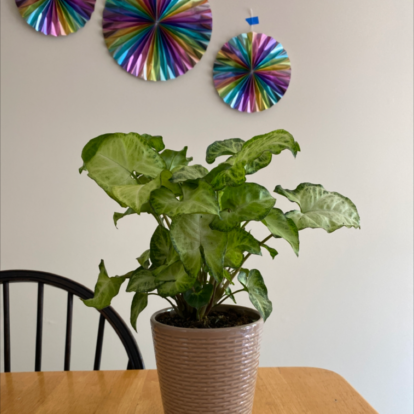 Healthy Arrowhead Plant in woven pot on wooden table with colorful wall decorations in background.