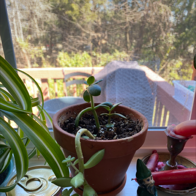 Potted Jade plant on a windowsill with visible soil and some leaf discoloration.