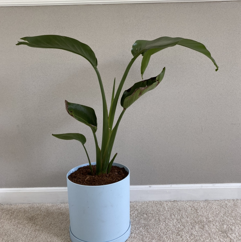 A healthy juvenile White Bird of Paradise plant with two lush green leaves, planted in a light blue ceramic pot.
